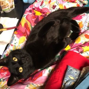 Meet your Posher, Abigail